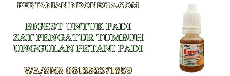 bigest,bigest 40 ec,zpt bigest,petani,tanaman padi